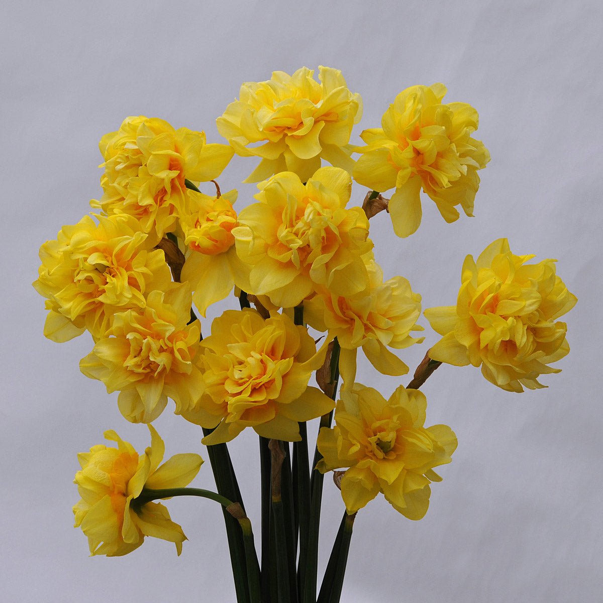 Butter & Eggs - geel-oranje Double narcis - Fluwel
