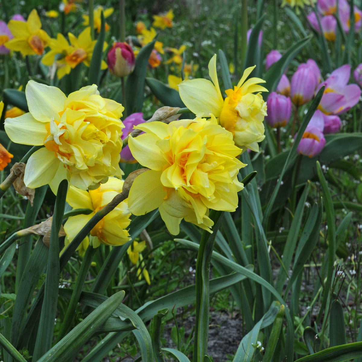 Butter & Eggs - Narcissus - Fluwel