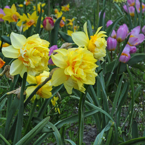 Butter & Eggs - Narcissus - Fluwel