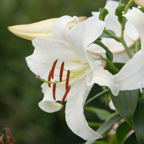 Lilium Casa Blanca