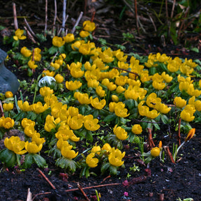 Eranthis cilicica