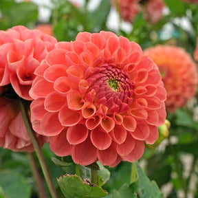 Dahlia Jowey Nicky