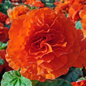 Begonia Ruffled Orange