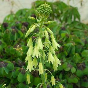 Galtonia viridiflora