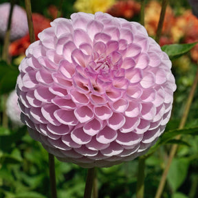Dahlia Megan Dean