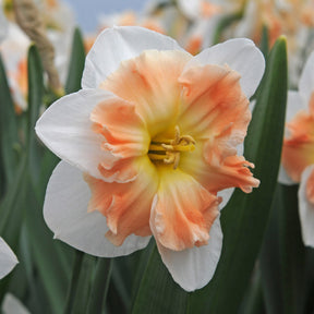 Narcissus Mallee