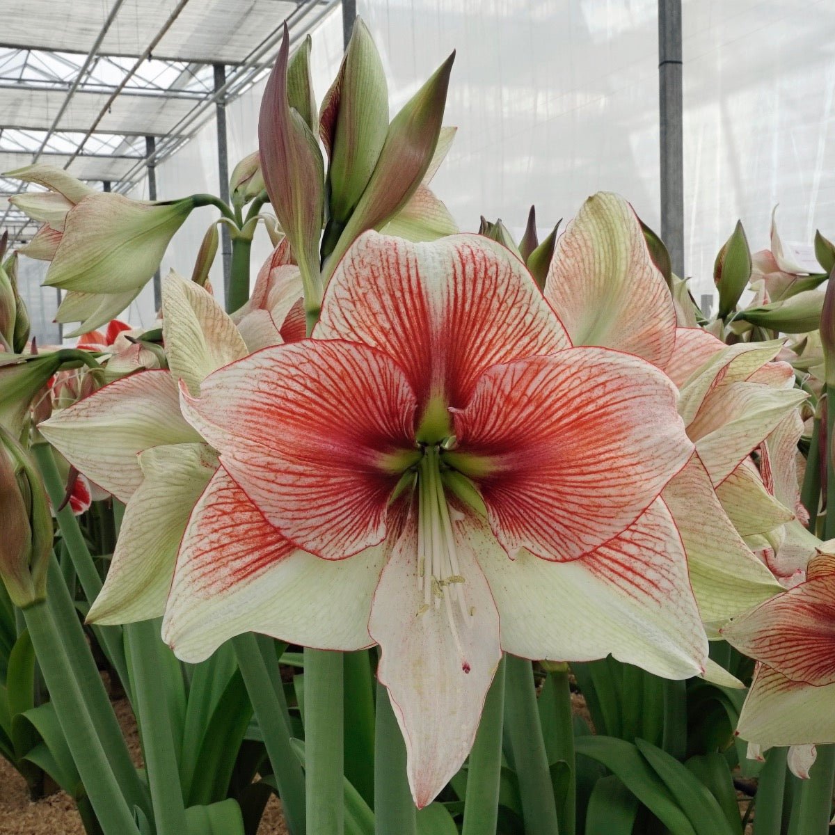 Amaryllis Grandise Fantasy - meerkleurige amaryllis - Fluwel