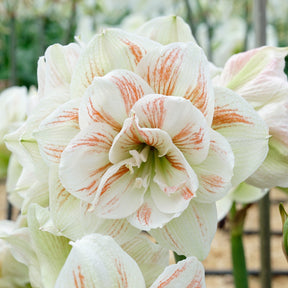 Amaryllis Nymph