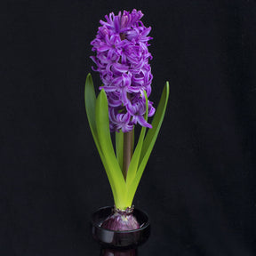 Hyacinthus Purple Sensation