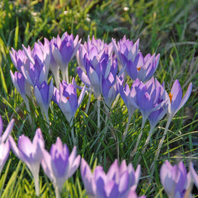 Crocus tommasinianus (Boeren Crocus)