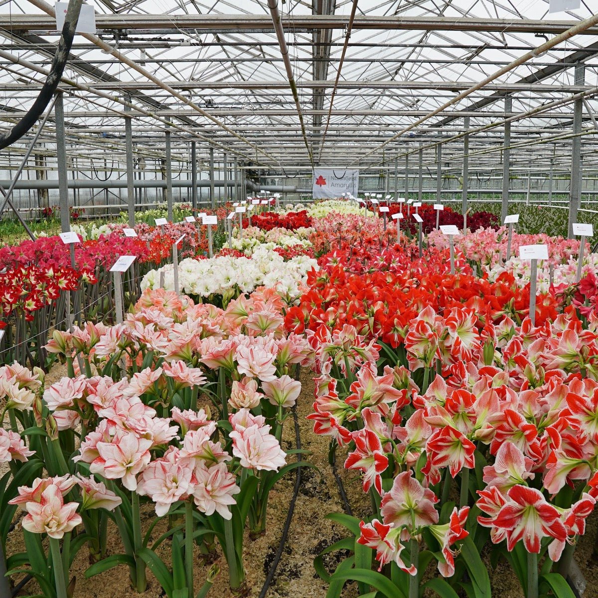 Amaryllis Blossom Grandise - roze amaryllis - Fluwel
