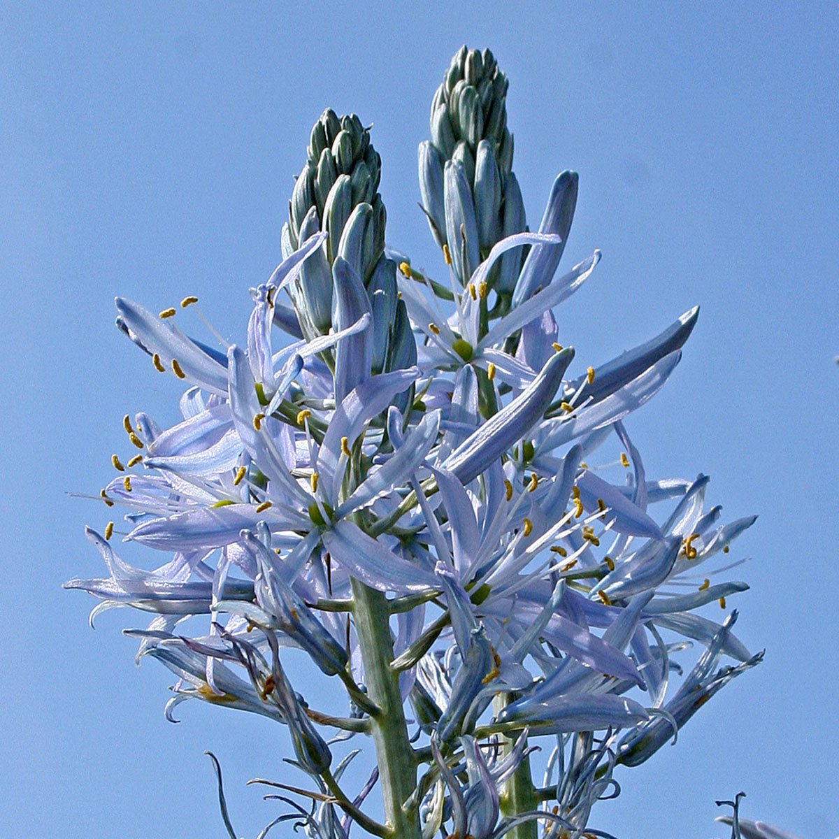 Camassia cusickiii Blue Heaven - Spring specialty bulbs - Fluwel
