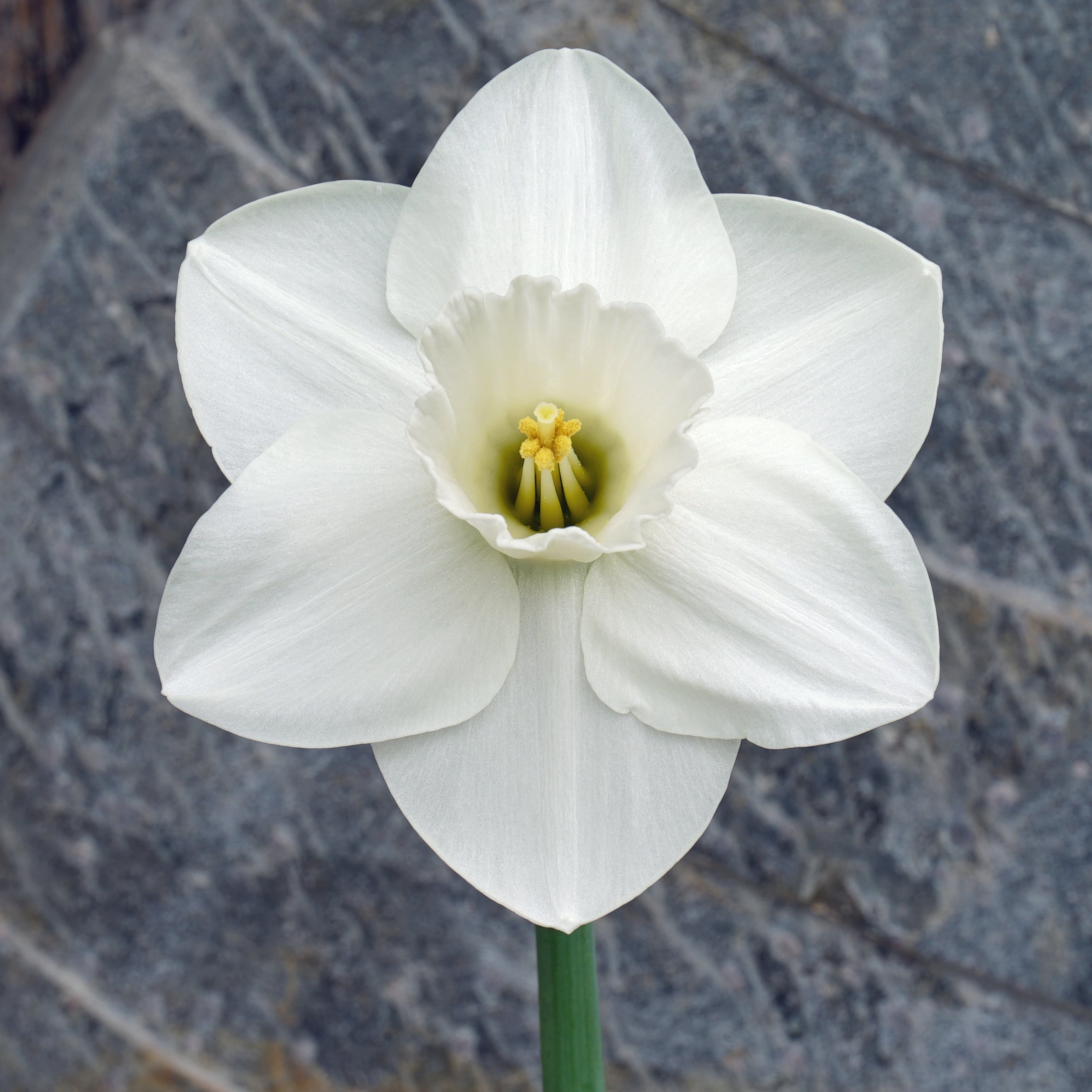 Cameo Snow - Special Narcissus - Fluwel