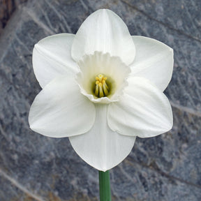 Cameo Snow - Special Narcissus - Fluwel