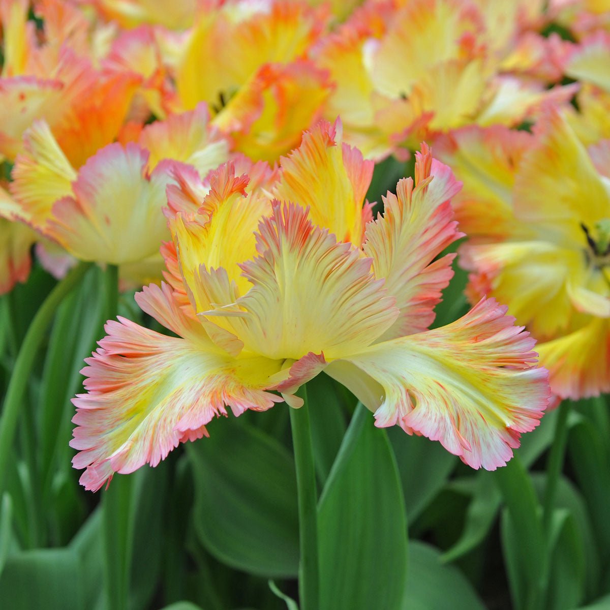 Caribbean Parrot - Tulips - Fluwel