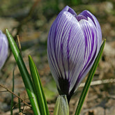 Crocus vernus Pickwick