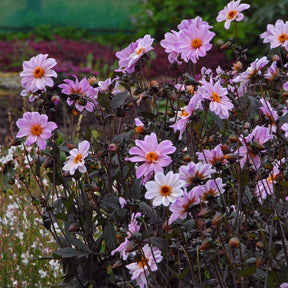 Dahlia Bishop of Leicester
