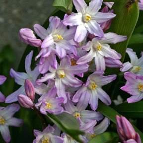 Chionodoxa forbesii Pink Giant - Spring specialty bulbs - Fluwel