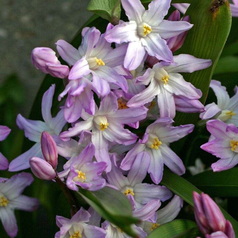 Chionodoxa (Sneeuwroem)