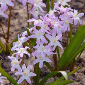 Chionodoxa forbesii Pink Giant - Spring specialty bulbs - Fluwel
