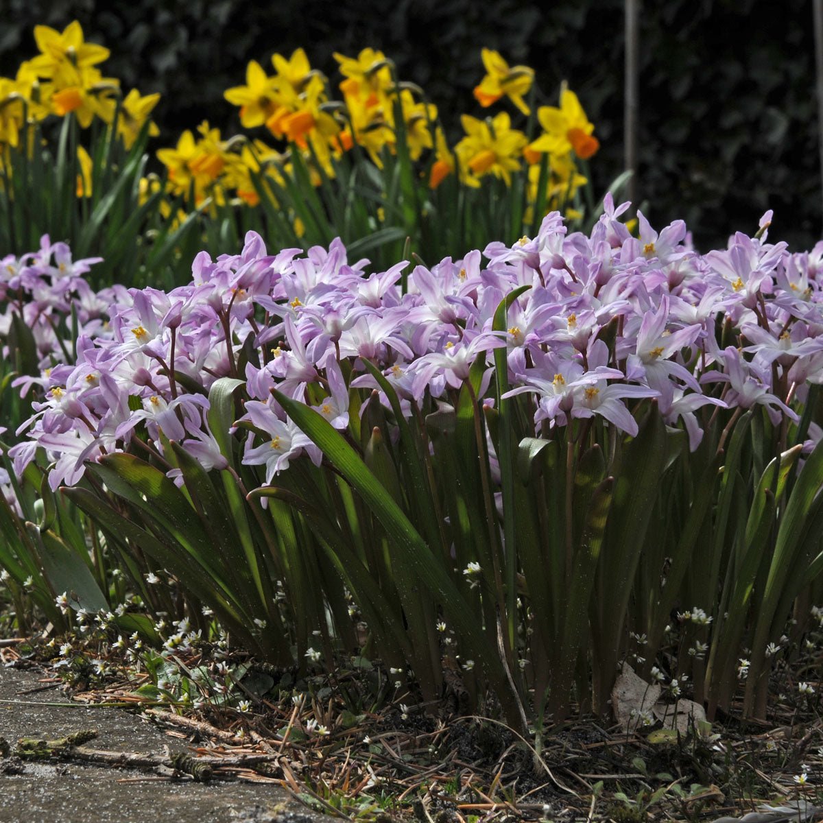 Chionodoxa forbesii Pink Giant - Spring specialty bulbs - Fluwel