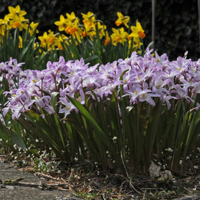 Chionodoxa forbesii Pink Giant - Spring specialty bulbs - Fluwel