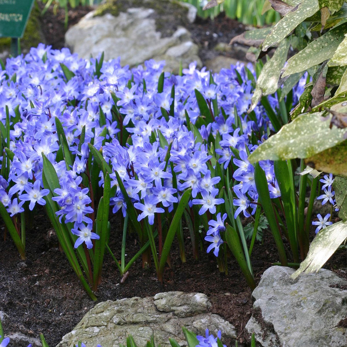 Chionodoxa forbesii (Sneeuwroem) - Spring specialty bulbs - Fluwel