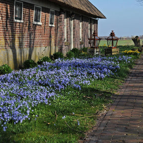 Chionodoxa forbesii (Sneeuwroem) - Spring specialty bulbs - Fluwel