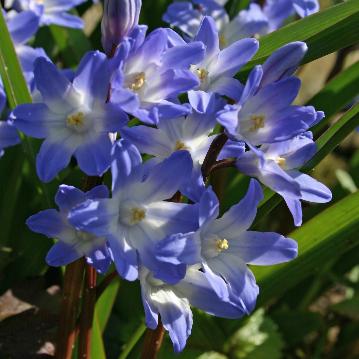 Chionodoxa forbesii (Sneeuwroem) - Spring specialty bulbs - Fluwel