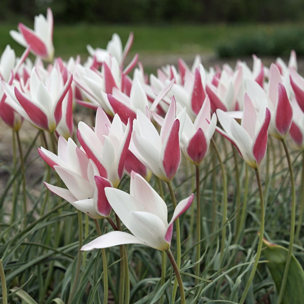 Clusiana Lady Jane - Tulips - Fluwel