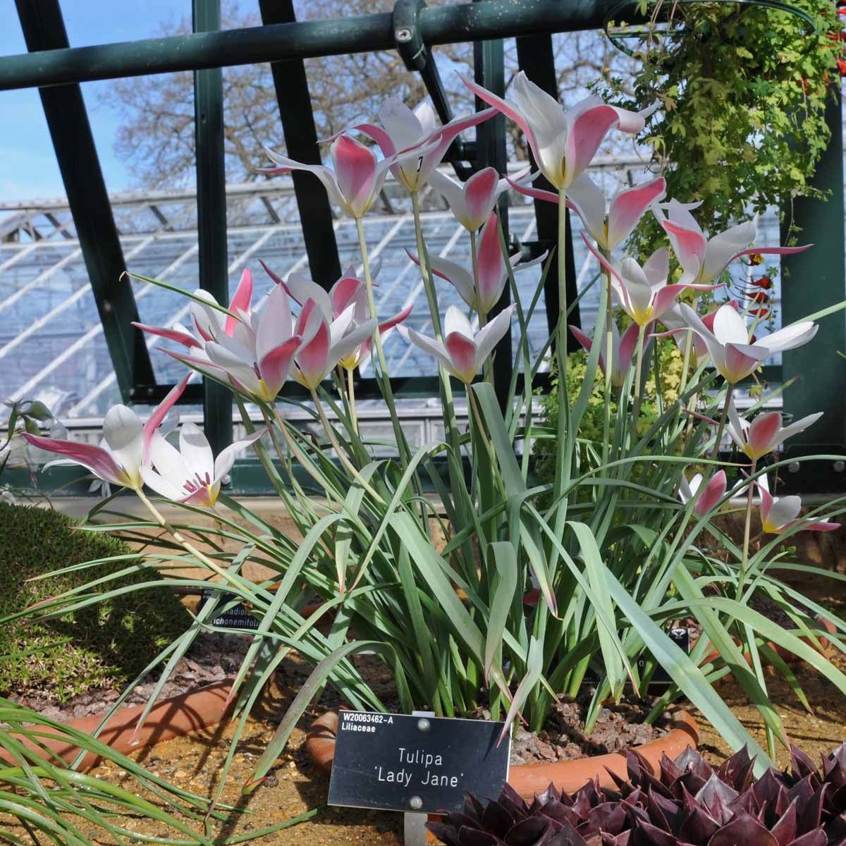 Clusiana Lady Jane - Tulips - Fluwel