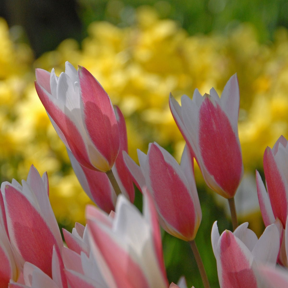 Clusiana Lady Jane - Tulips - Fluwel