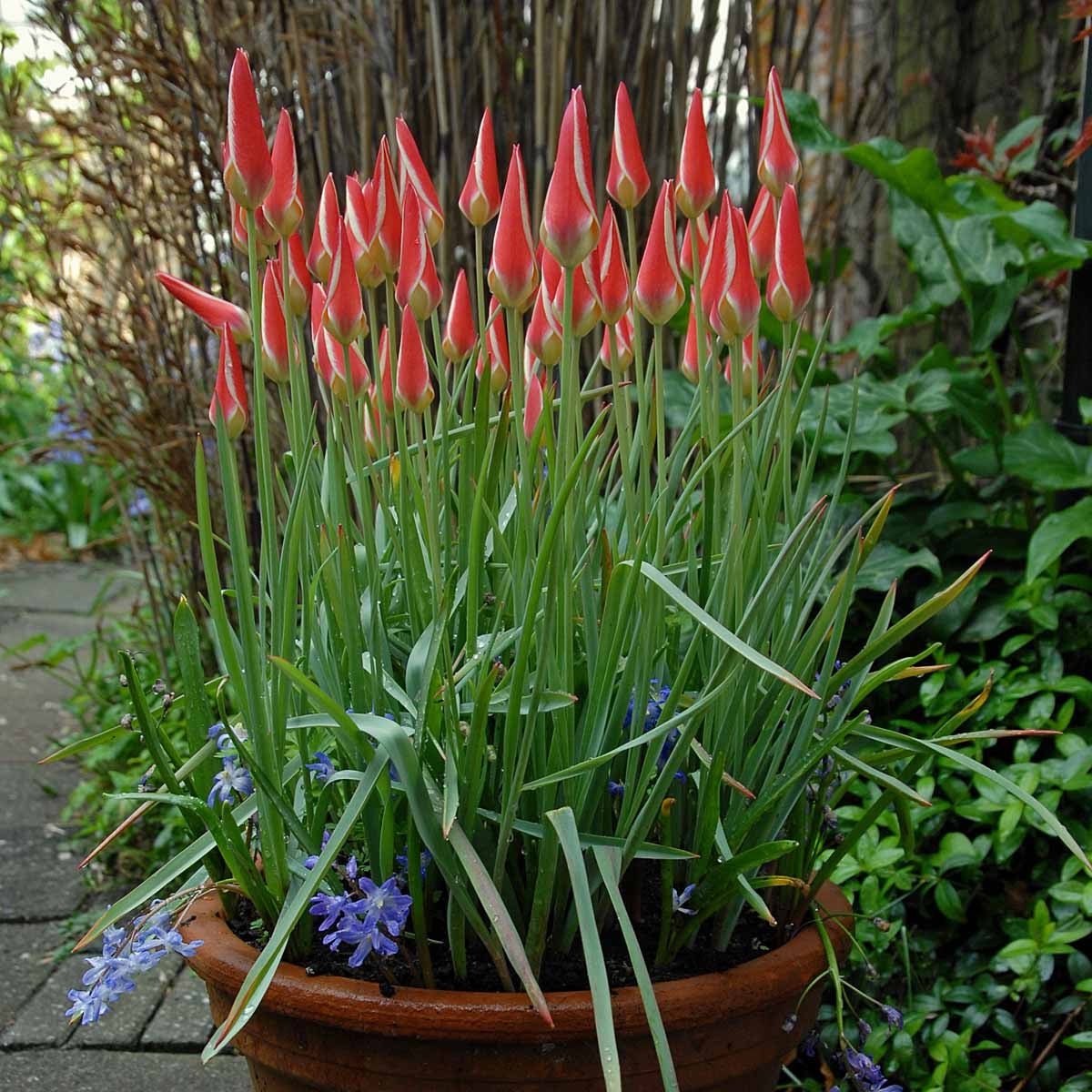 Clusiana Lady Jane - Tulips - Fluwel