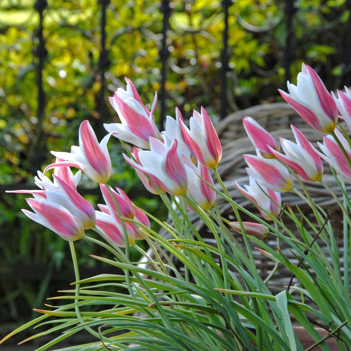 Clusiana Lady Jane - Tulips - Fluwel