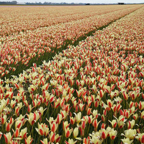 Clusiana Tinka - Tulips - Fluwel