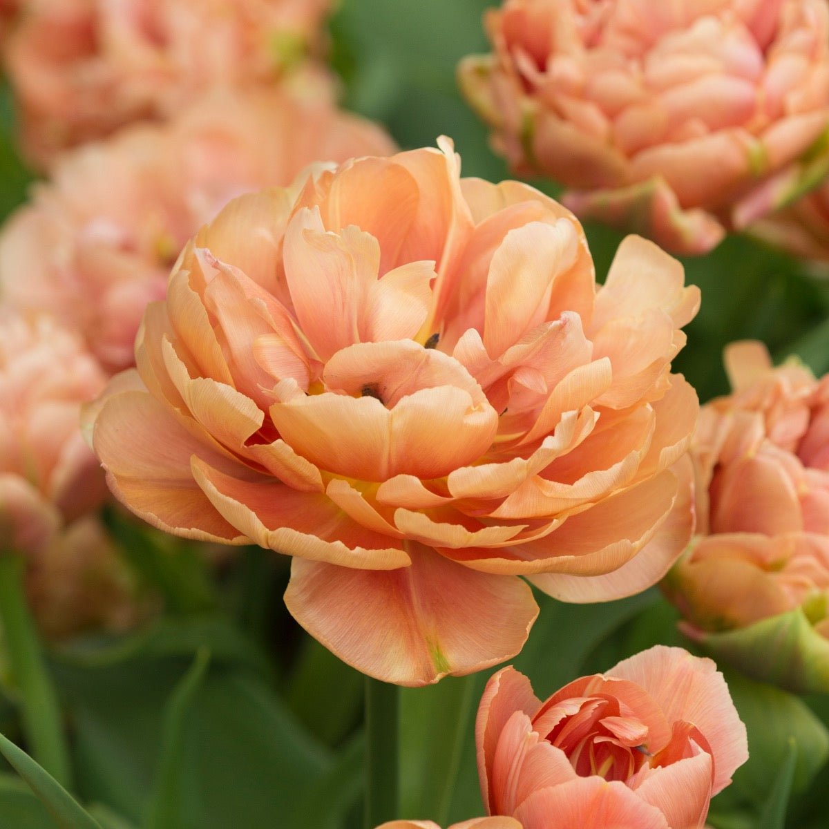 Copper Image - Tulips - Fluwel