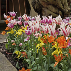 Corps de Ballet - Mixes - Fluwel