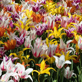 Corps de Ballet - Mixes - Fluwel