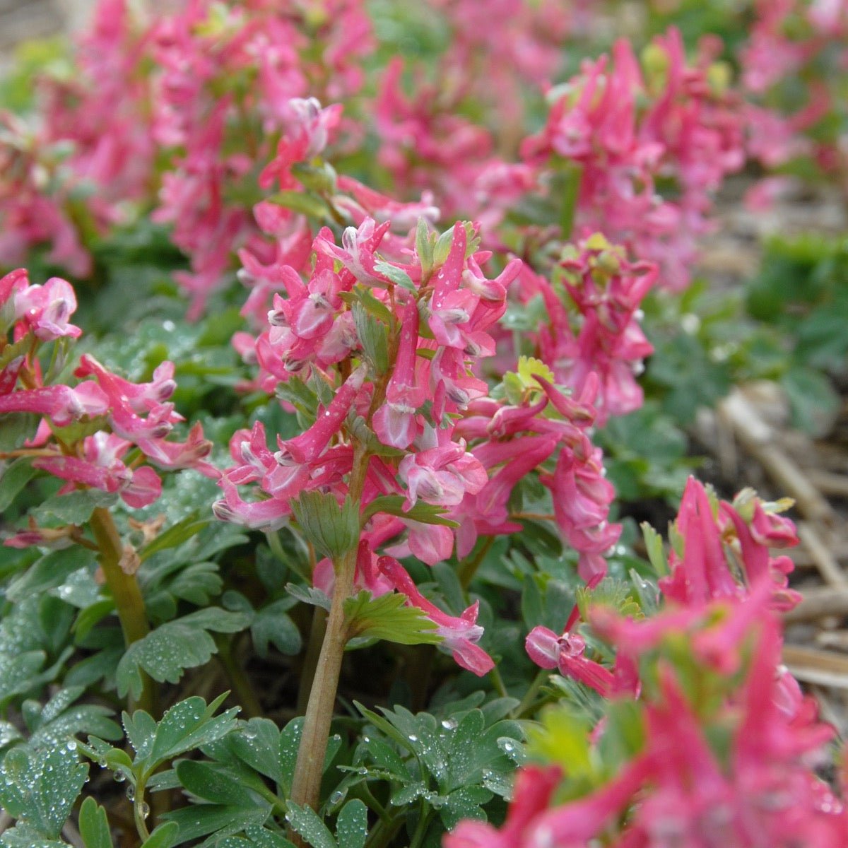 Corydalis solida Beth Evans - roze corydalis - Fluwel