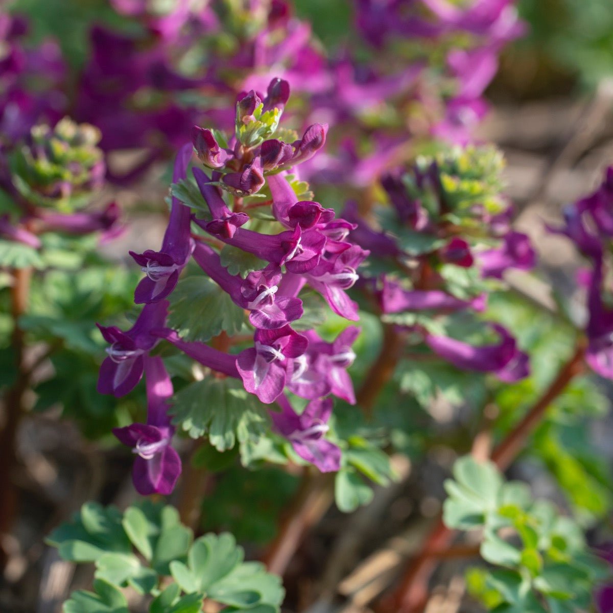 Corydalis solida Purple Bird - paarse corydalis - Fluwel