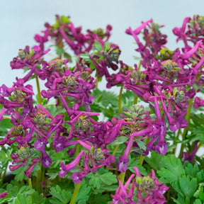 Corydalis solida Purple Bird - Spring specialty bulbs - Fluwel