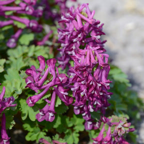Corydalis solida Purple Bird - Spring specialty bulbs - Fluwel