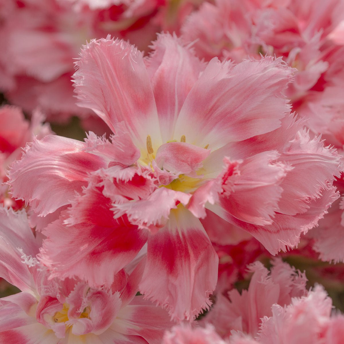 Crispion Sweet - Tulips - Fluwel