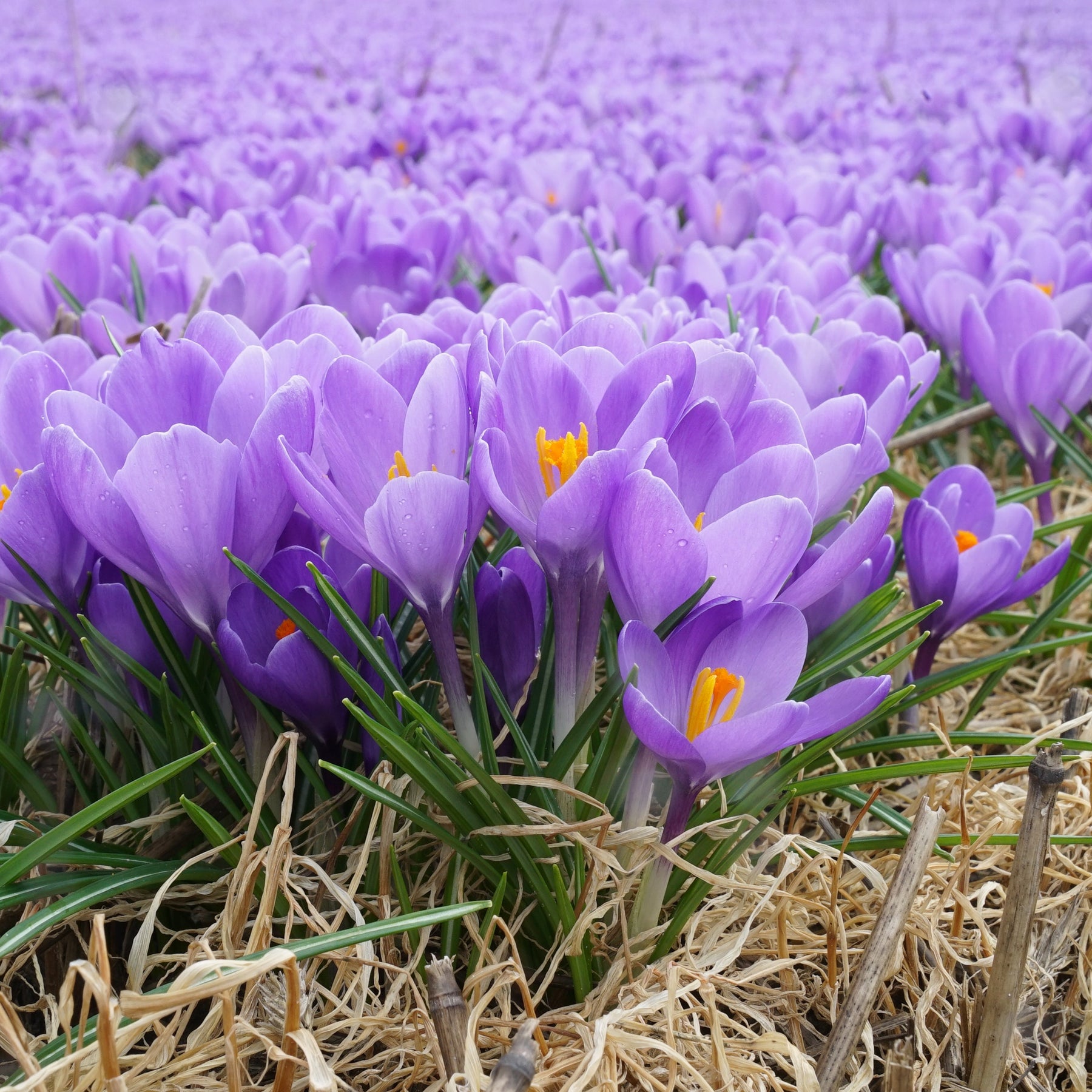 Crocus Aqua - Crocuses - Fluwel