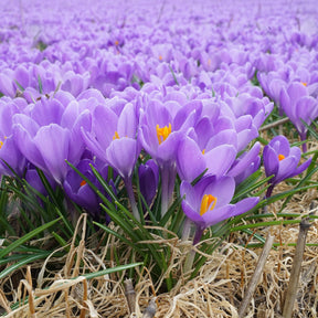 Crocus Aqua - Crocuses - Fluwel