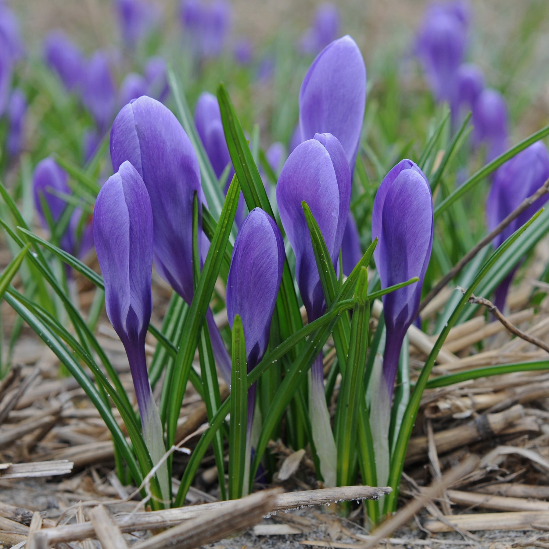 Crocus Aqua - Crocuses - Fluwel