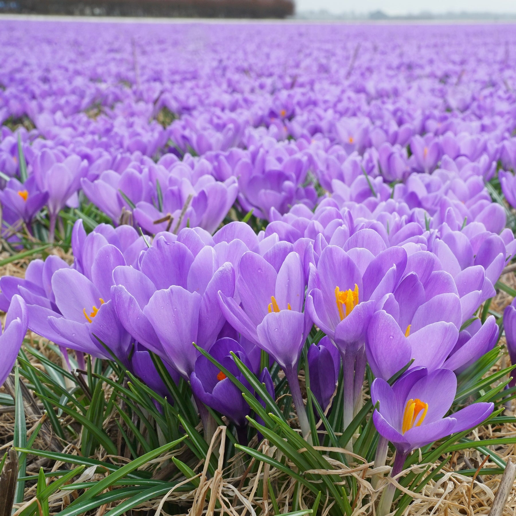 Crocus Aqua - Crocuses - Fluwel