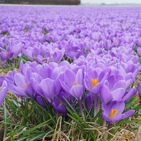 Crocus Aqua - Crocuses - Fluwel