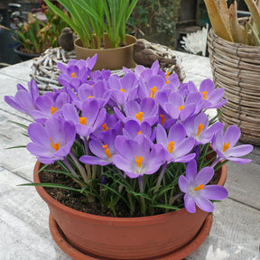 Crocus Aqua - Crocuses - Fluwel