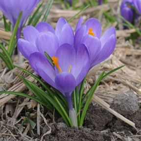 Crocus Aqua - Crocuses - Fluwel